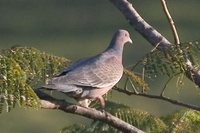 Picazuro Pigeon - Patagioenas picazuro