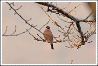 멋쟁이-Bullfinch (Pyrrhula pyrrhula rosacea)