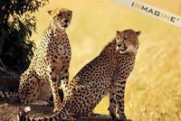 Two Cheetahs (Acinonyx jubutas) photo