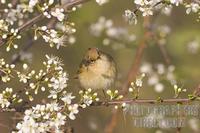 ...Germany , DEU , Waltrop , 2005 Apr 07 : A chiffchaff ( phylloscopus collybita ) looking out from