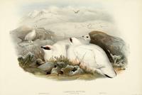 Wolf and Richter after Gould Ptarmigan: Winter plumage (Lagopus mutus)