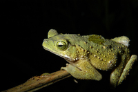 : Bufo coniferus; Green Climbing Toad