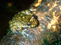 : Craugastor punctariolus; Bob's Robber Frog