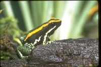 : Phyllobates vittatus; Golfo Dulce Poision-dart Frog