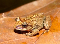 : Pristimantis permixtus; Rana