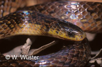 : Atractus pantostictus; Snake