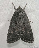 : Aseptis sp.