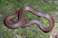 : Virginia striatula; Rough Earth Snake