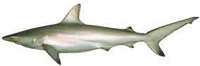 Australian Blacktip Shark - Carcharhinus tilstoni