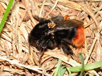 Bombus lapidarius - Red-tailed Bumblebee
