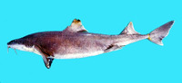 Cirrhigaleus barbifer, Mandarin dogfish: