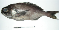Hyperoglyphe perciformis, Barrelfish: fisheries