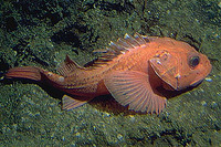 Sebastolobus alascanus, Shortspine thornyhead: fisheries