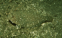 Citharichthys stigmaeus, Speckled sanddab: fisheries