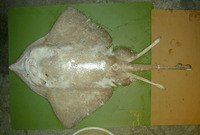 Bathyraja pallida, Pale ray: