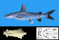Sciades guatemalensis, Blue sea catfish: