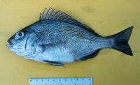Orthopristis reddingi, Bronze-striped grunt: fisheries