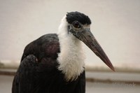 Ciconia episcopus - Woolly-necked Stork