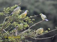 Treron bicincta - Orange-breasted Green-Pigeon