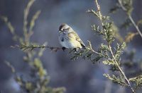 Spizella arborea - American Tree Sparrow