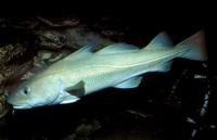 Gadus morhua - Atlantic Cod