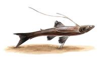 Image of: Bathypterois quadrifilis