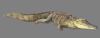 Image of: Crocodylus acutus (American crocodile)