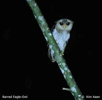 Barred Eagle Owl - Bubo sumatranus