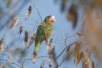 Cuban Parrot - Amazona leucocephala