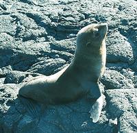 Galapagos Fur Seal - Arctocephalus galapagoensis