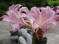 분홍 상사화