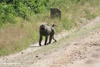 Dominant male baboon walking on a dirt road