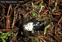 : Cacosternum nanum parvum; Dwarf Dainty Frog