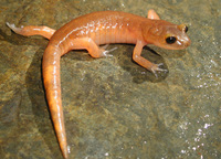 : Ensatina eschscholtzii eschscholtzii; Monterey Salamander