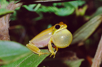 : Hypsiboas phaeopleura
