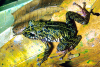 : Pristimantis museosus