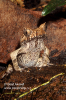: Xenophrys aceras