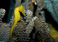 : Hippocampus kuda; Spotted Seahorse