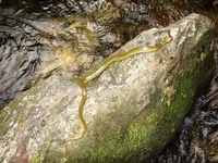 : Liophis miliaris; Cobra D'