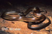 : Taeniophallus affinis; Snake