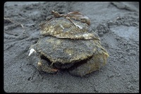 : Hypoconcha lowei; Shell Crab