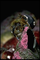 : Pagurus samuelis; Hermit Crab