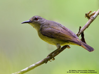 Plain-throated Sunbird (Female) Scientific name - Anthreptes malacensis