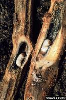 Hylobius abietis - Pine Weevil