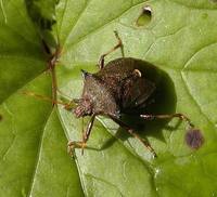 Picromerus bidens - Spiny Shieldbug