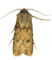 Agrotis segetum - Turnip Moth