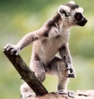 photograph of ring-tailed lemur