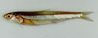 Encrasicholina punctifer, Buccaneer anchovy: fisheries, bait