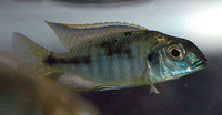 Lethrinops microstoma, Littletooth sandeater: aquarium