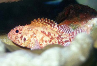 Scorpaenodes xyris, Rainbow scorpionfish: